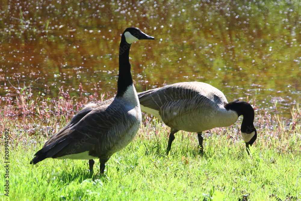 Canada goose (Branta canadensis) Canada goose (Branta canadensis)