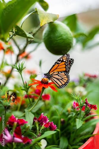 Monarch Butterfly