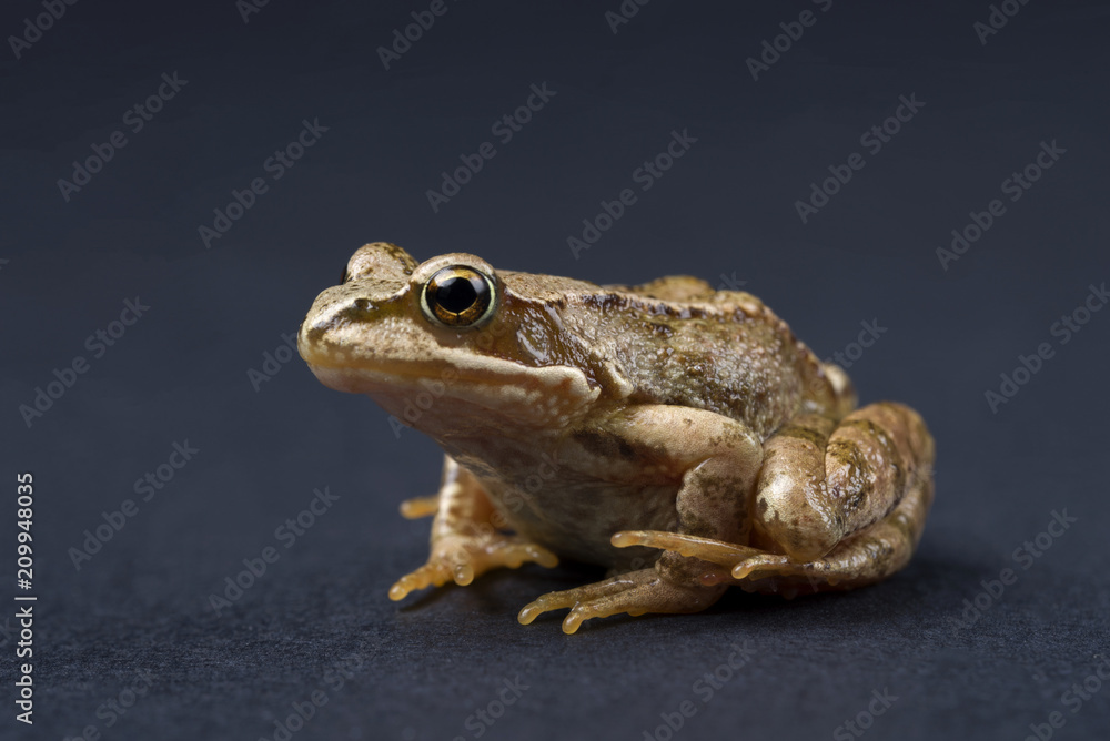 Frog on a black isolated background. Frog.
Frog on a black isolated background. Frog.