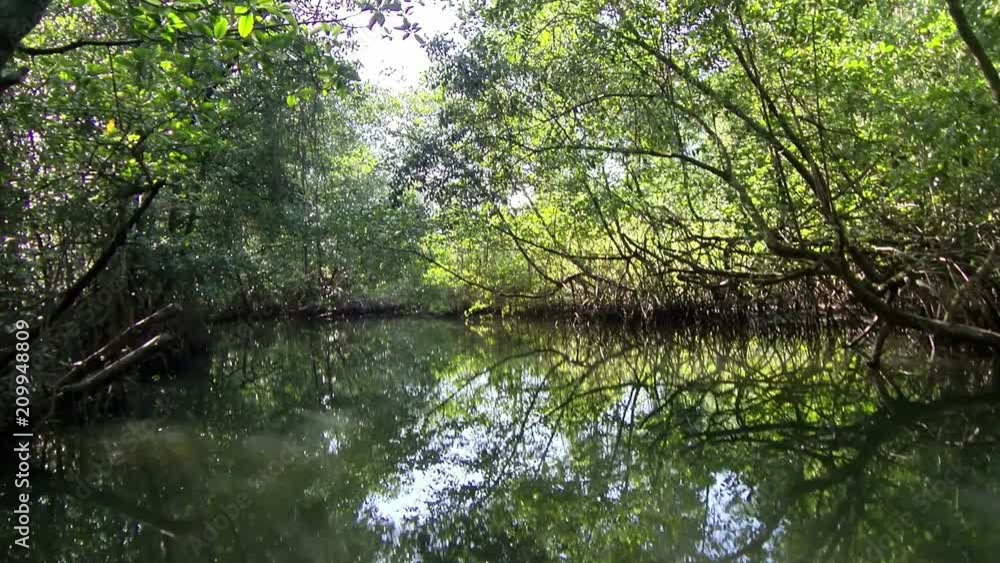 By boat through the canals of the Quebrada river. Sailing through the tropical landscape in Bastimentos island. The tropical vegetation is reflected on the surface of the river. By boat through the canals of the Quebrada river. Sailing through the tropical landscape in Bastimentos island. The tropical vegetation is reflected on the surface of the river.