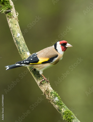 Closeup of a Goldfinch sitting on a branch © Subramanian