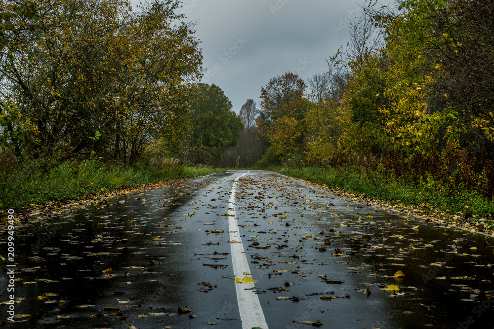 Fotografia autumn after rain