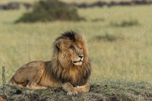 Fototapeta Naklejka Na Ścianę i Meble -  A male lion sitting down at Masai Mara