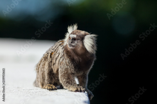 Sagui monkey on concrete ledge in Rio de Janeiro