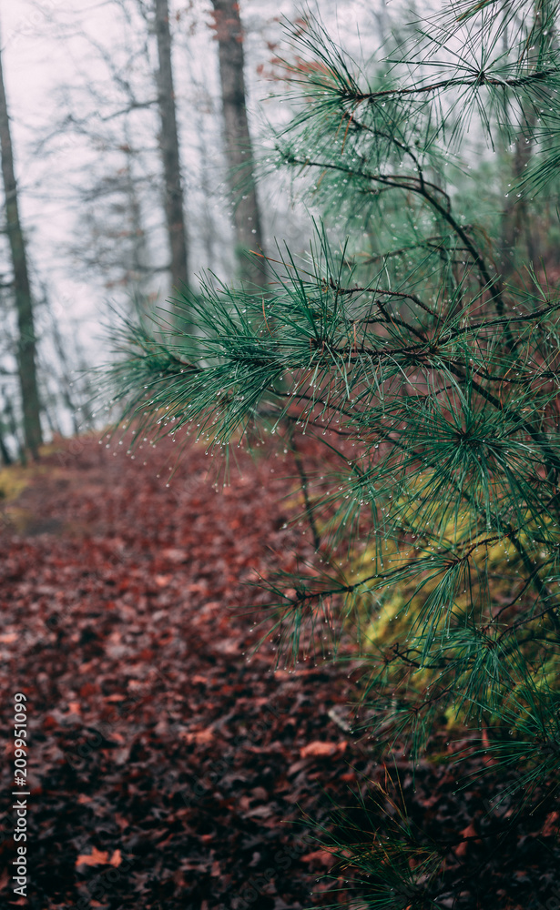 Obraz premium Branch with water dew