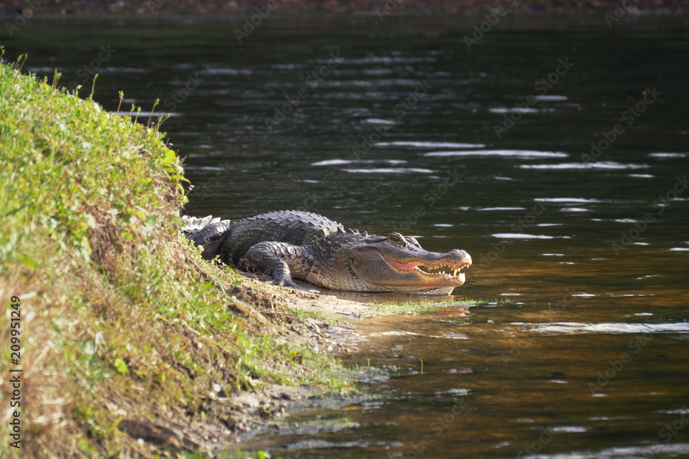 Alligator on the shore of the lake lies near the water with an open mouth  in a natural habitat. Alligator laying near a pond with its mouth open.  Alligator on land. Stock-Foto