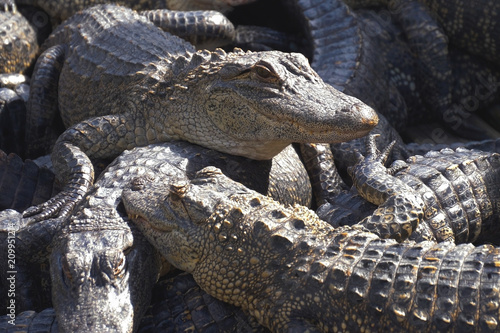 Alligators crouch along one another and are interwoven with bodies. Aligators breeding farm in the Florida. Crocodiles are basking in the sun on a crocodile farm.