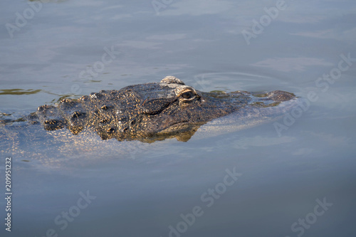 Single crocodile floating in water. Alligator is a large crocodile in the water. American Alligator - Alligator mississippiensis. Close-up of the head of a alligator, Florida, 4k.