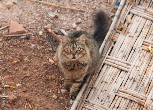 nice kittens for Moroccan streets photo