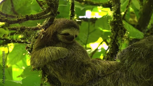 Three-toed baby sloth scratching on a branch.  Sloths are arboreal mammals noted for slowness of movement and for spending most of their lives hanging upside down in the trees of the rainforest.