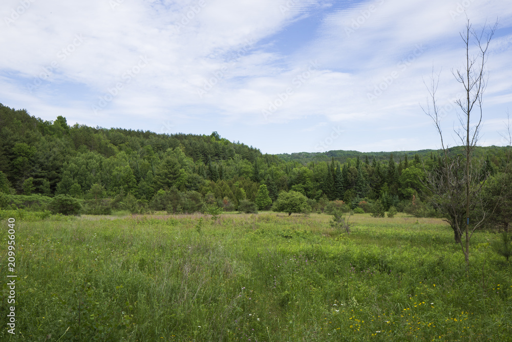Hocley Valley Meadow Hocley Valley Meadow