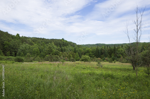 Hocley Valley Meadow