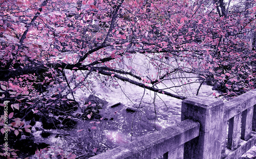 Tree Nature Spring Flower Pink Winter Blossom Flowers Snow Sky Forest Branch Texture Cherry Landscape Abstract Purple Blue White Trees Cherry Blossom Leaf Bloom Grunge Park Stock Photo Adobe Stock