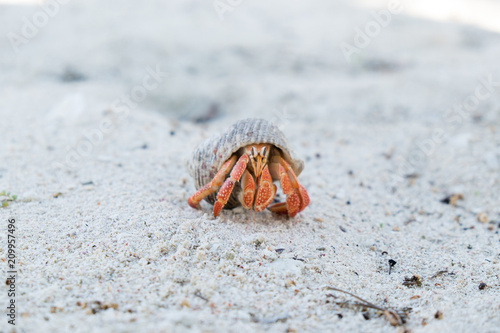 Hermit crab in a shell on a white sand beach on Upolu Island, Samoa, South Pacific