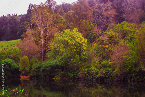 colores arboles