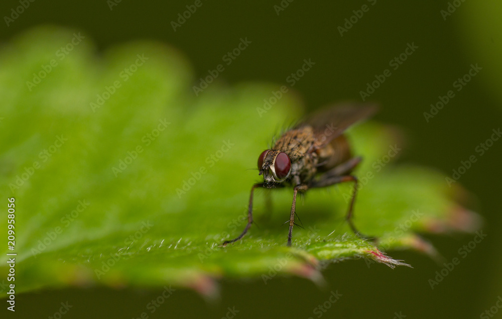 Coenosia tigrina Coenosia tigrina