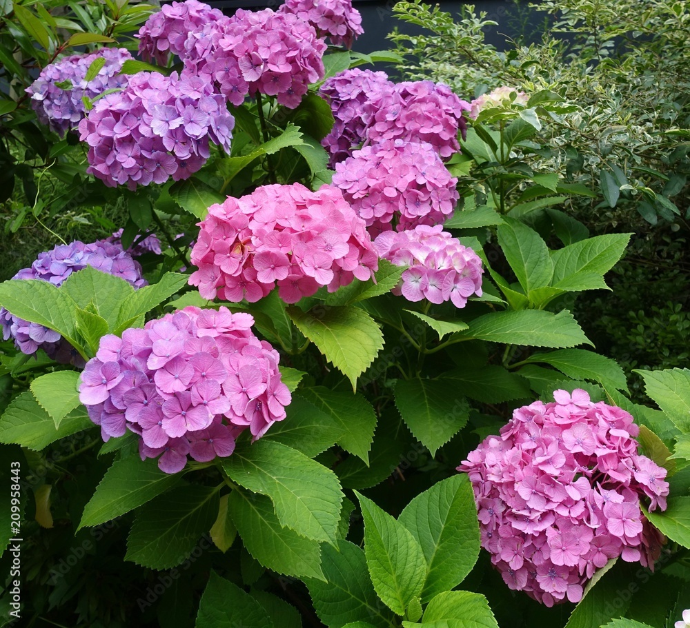 アジサイ アジサイ
