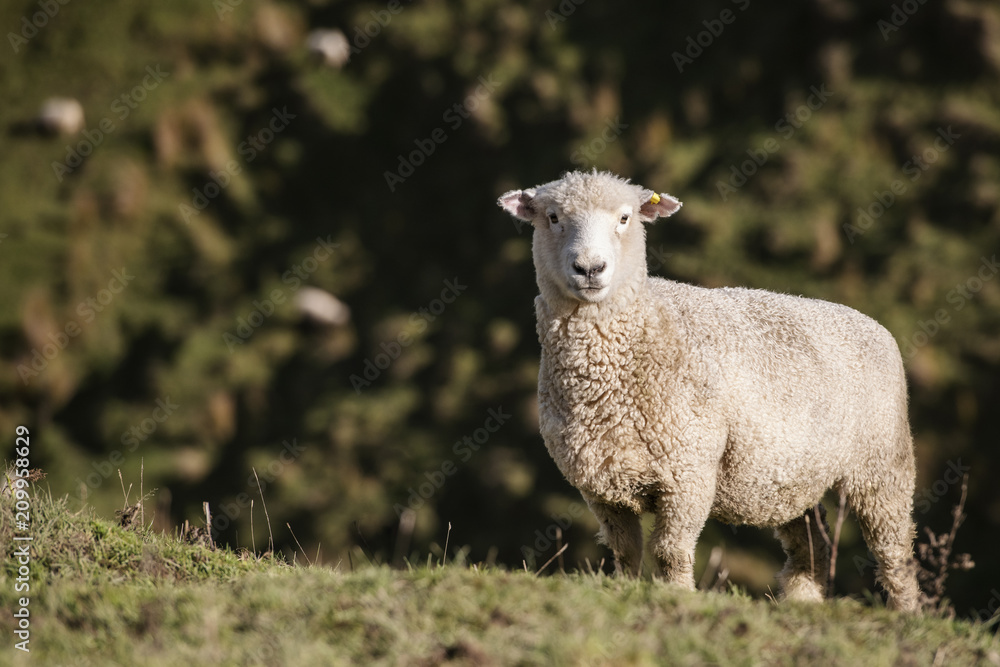 Romney Sheep New Zealand