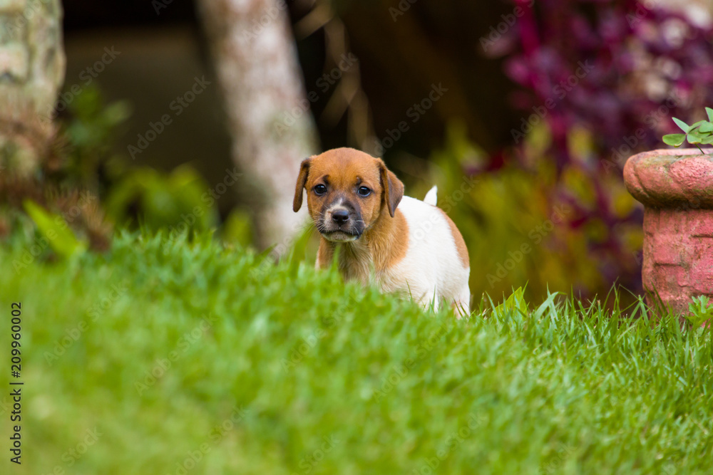 Puppy - filhotinho - dog - cachorro