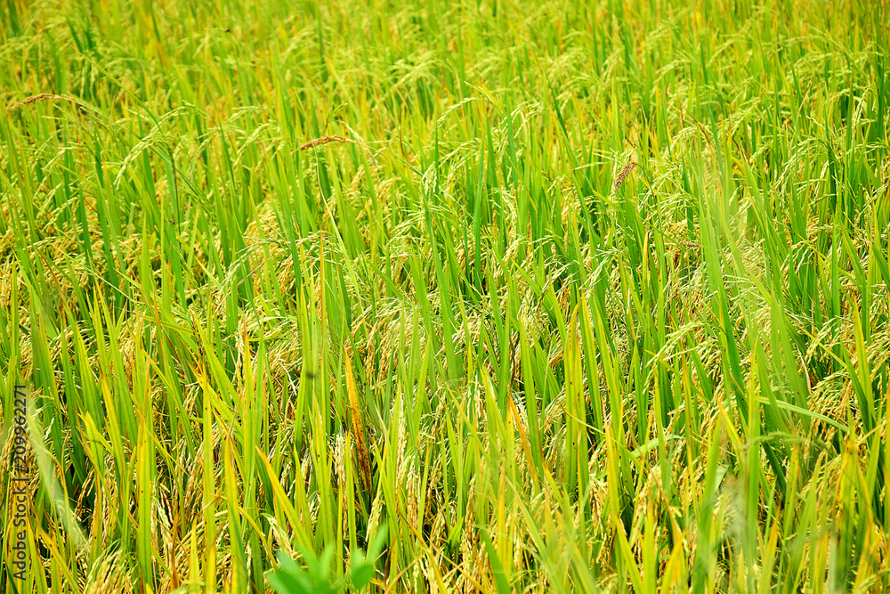 Beautiful rice field