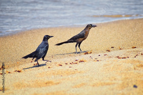 Great-tailed Grackle birds eating Winged Male Drone Leafcutter ants, dying on beach after mating flight with queen in Puerto Vallarta Mexico. Scientific name Atta mexicana, subfamily Myrmicinae of the