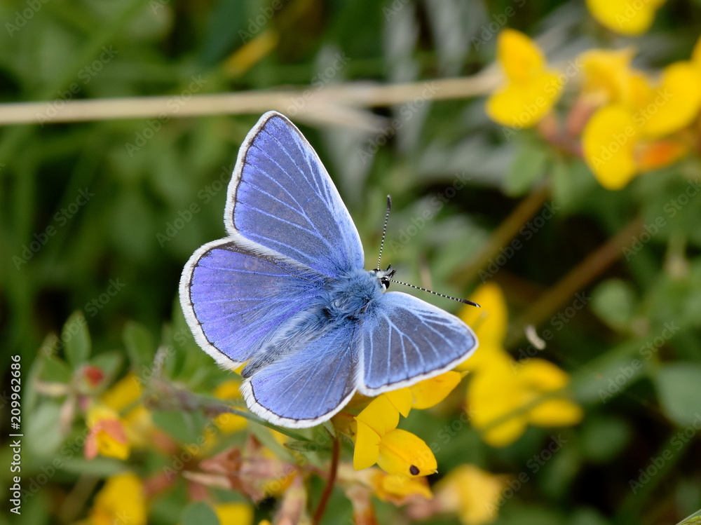 Naklejka premium The common blue butterfly Polyommatus icarus sitting on a Birdsfoot-trefoil flower