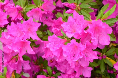 鮮やかなツツジ ショッキングピンクの花