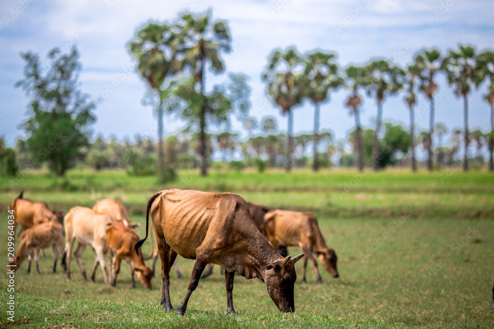 Herd of cattle It is a farming area,There are some meadows and trees. The atmosphere is closer to nature Herd of cattle It is a farming area,There are some meadows and trees. The atmosphere is closer to nature