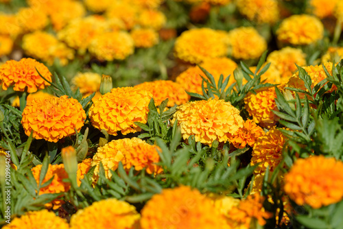 Tagetes in the garden. Tagetes garden flowers.The magic flowers genus is native to North and South America, but some species have become naturalized around the world. Selective focus. © Inna