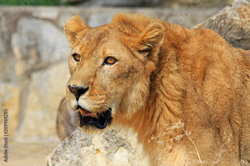 Lion s portrait