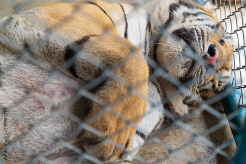 Fototapeta Naklejka Na Ścianę i Meble -  A big tiger sleeping.