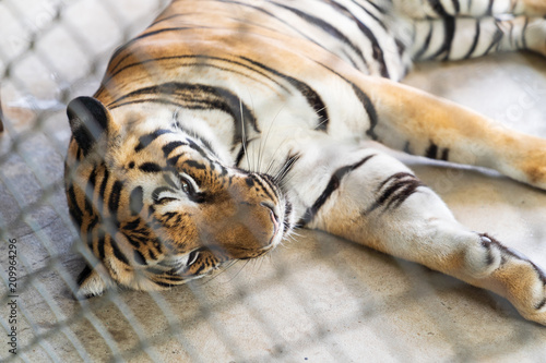 Fototapeta Naklejka Na Ścianę i Meble -  A big tiger sleeping.