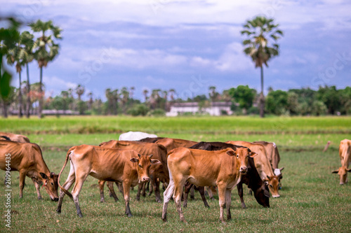 Herd of cattle It is a farming area,There are some meadows and trees. The atmosphere is closer to nature