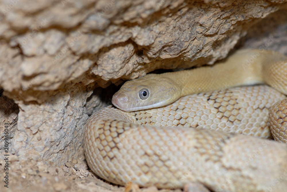 Fototapeta premium Bogertophis subocularis