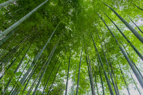鎌倉明月院の竹林