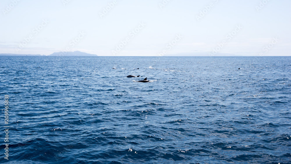 Playful dolphins swimming in  ocean waters near Channel Islands, Southern California