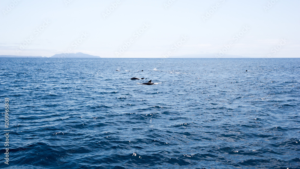 Playful dolphins swimming in ocean waters near Channel Islands, Southern California Playful dolphins swimming in ocean waters near Channel Islands, Southern California