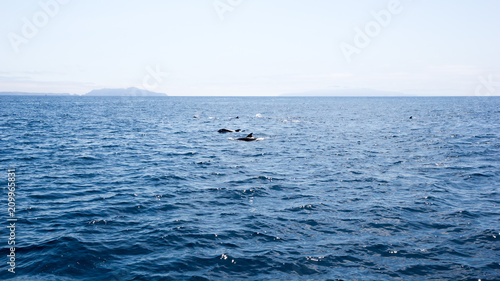 Playful dolphins swimming in ocean waters near Channel Islands, Southern California