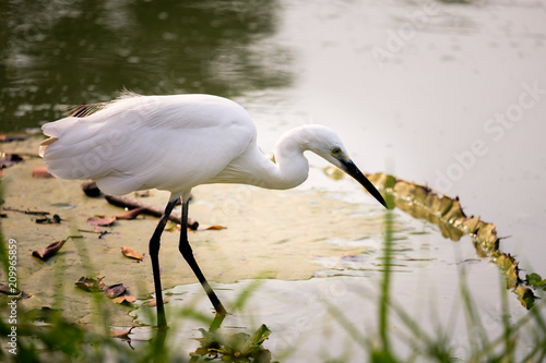 Great Egret walking by the marsh
