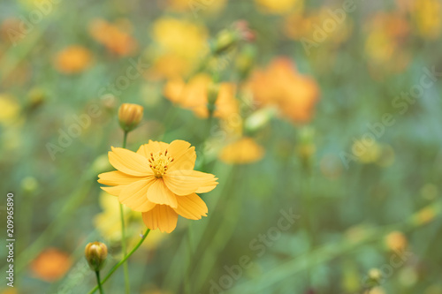 field of blooming yellow cosmos flower in the garden, Thailand