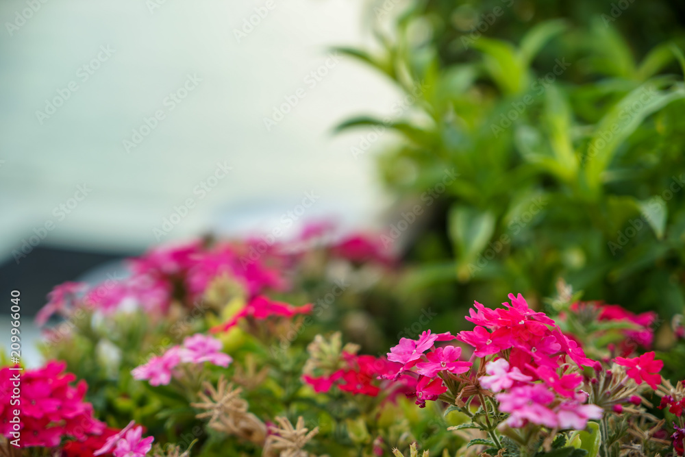Beautiful shades of blossom pink purple magenta wild flower on blurred green leaves garden and sky background, selective focus