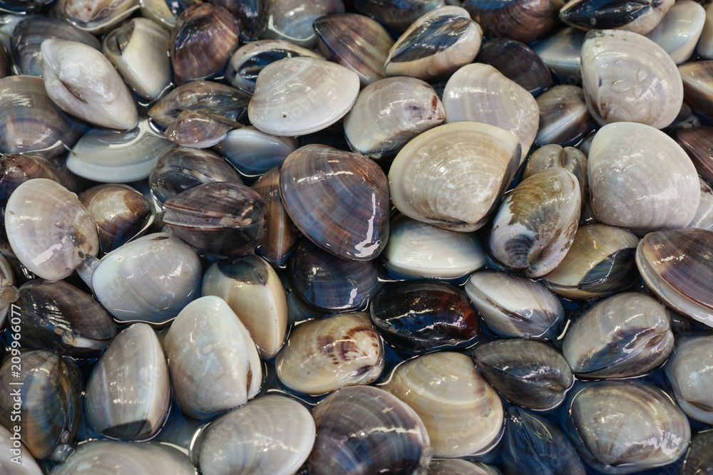 fresh enamel venus shell (Meretrix lyrata) for sale in the fish market at Thailand. enamel venus shell abstract background. seafood on ice. marine bivalve molluscs in the Veneridae. fresh enamel venus shell (Meretrix lyrata) for sale in the fish market at Thailand. enamel venus shell abstract background. seafood on ice. marine bivalve molluscs in the Veneridae.