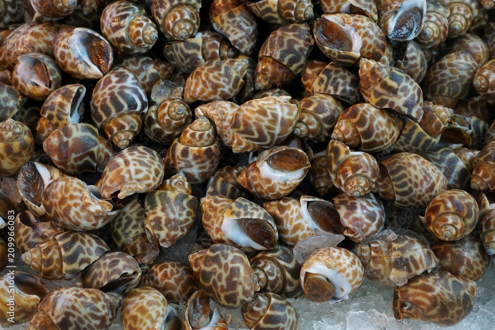 fresh spotted Babylon for sale in the fish market at Thailand. seafood on ice. spotted Babylon abstract background. (Babylonia areolata) fresh spotted Babylon for sale in the fish market at Thailand. seafood on ice. spotted Babylon abstract background. (Babylonia areolata)