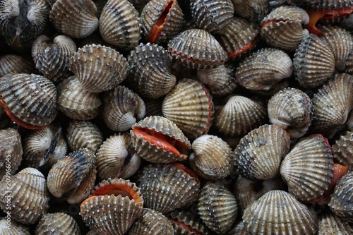fresh cockle  in the market at Thailand. brown cockles abstract background.seafood on ice. Tegillarca granosa  scallop  raw sea cockles for sale at seafood market use for cook steamed  blanched cockle
