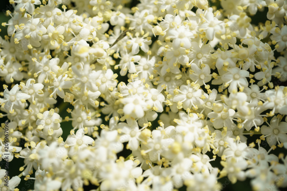 Black Elderberries flowers