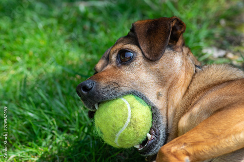 dog playing with a ball © andriy