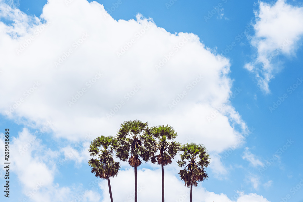 Fototapeta premium Sugar Tree and Blue Sky 