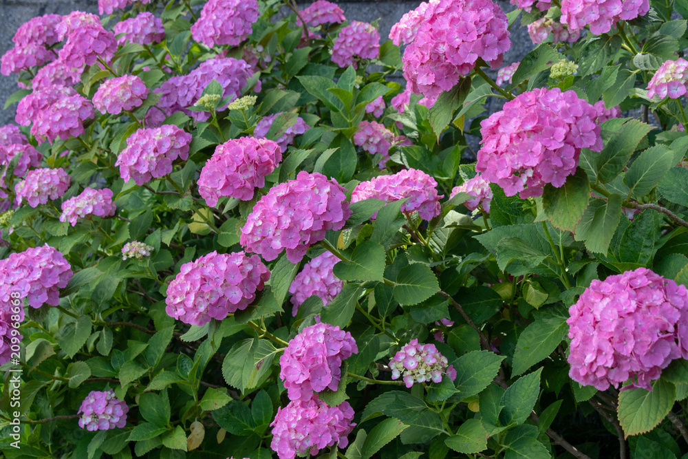 Hydrangea at Hattori Farm in Mobara City, Chiba Prefecture, Japan / Hattori farm is a famous place called a hydrangea mansion Hydrangea at Hattori Farm in Mobara City, Chiba Prefecture, Japan / Hattori farm is a famous place called a hydrangea mansion