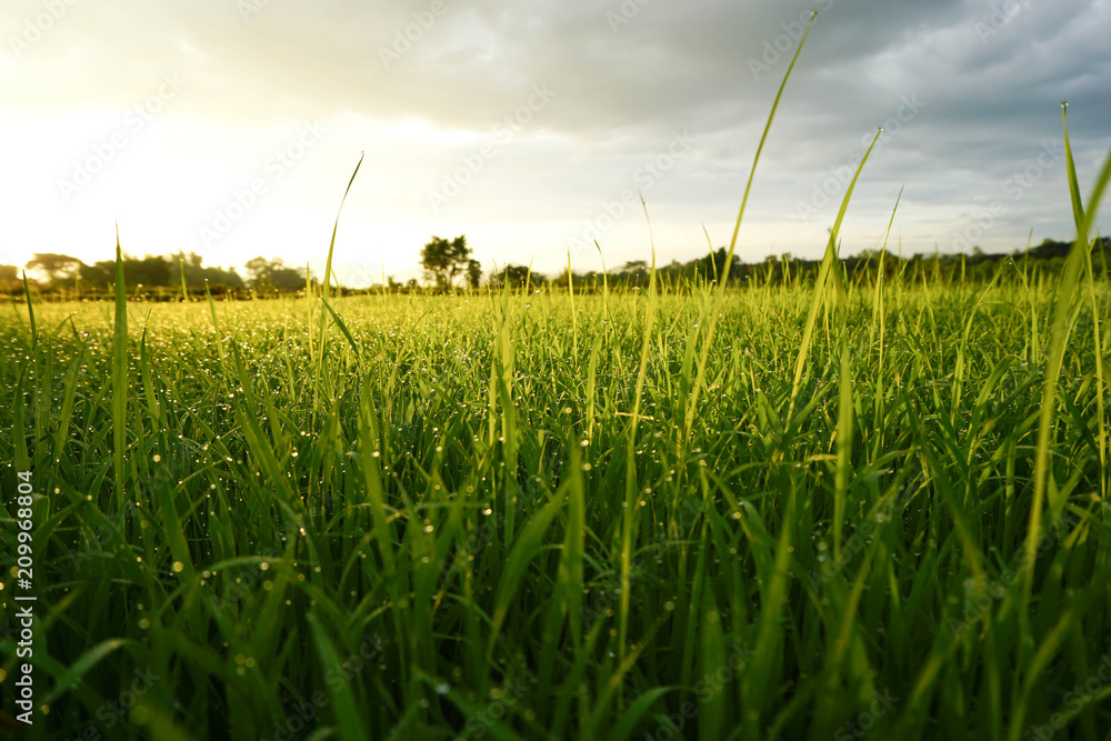 Grass. Fresh green spring grass with dew drops closeup. Grass. Fresh green spring grass with dew drops closeup.
