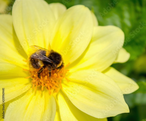 Close up image of a Bumblebee on a yellow dahlia in a garden with copy space